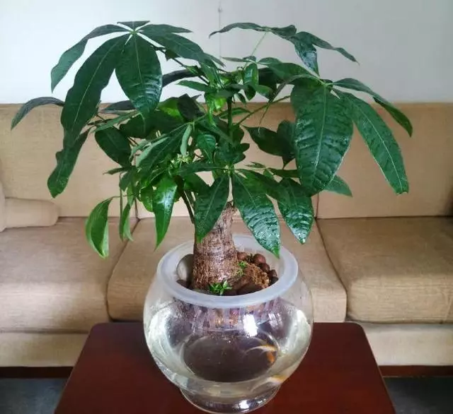 這20種花,最適合扔水裡養,花一開就是好幾個月!