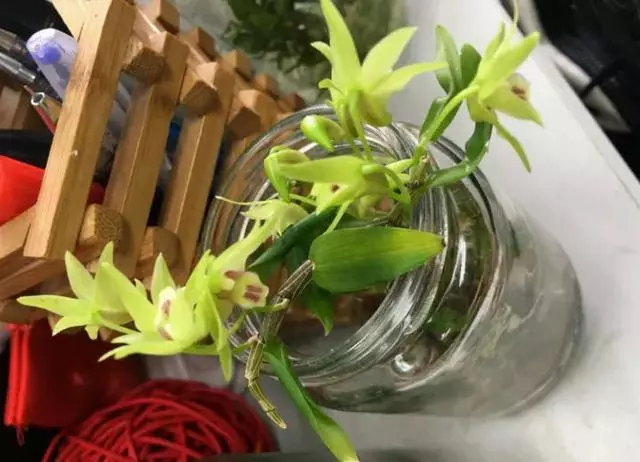 這20種花,最適合扔水裡養,花一開就是好幾個月!