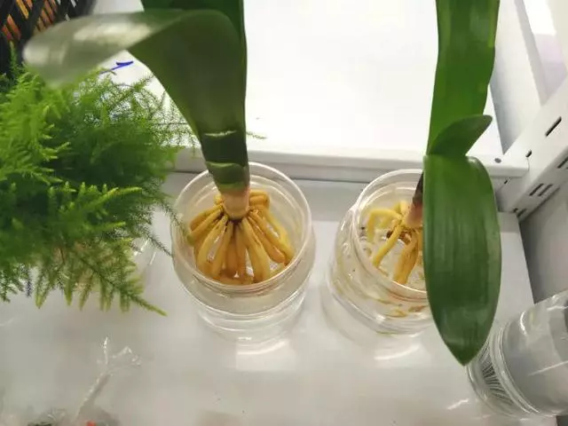 這20種花,最適合扔水裡養,花一開就是好幾個月!