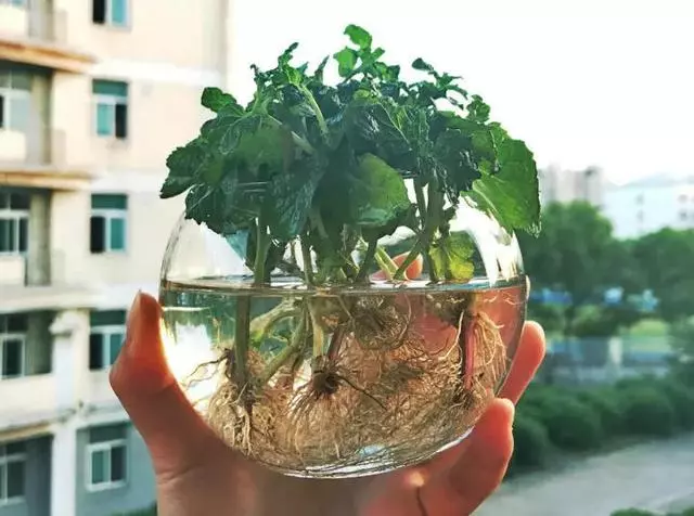 這20種花,最適合扔水裡養,花一開就是好幾個月!