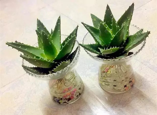 這20種花,最適合扔水裡養,花一開就是好幾個月!