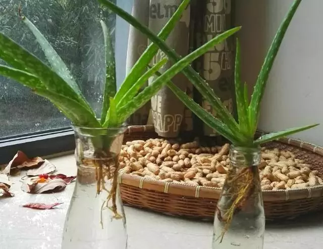 這20種花,最適合扔水裡養,花一開就是好幾個月!