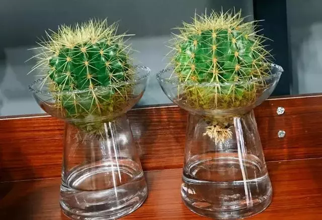 這20種花,最適合扔水裡養,花一開就是好幾個月!