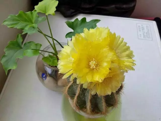 這20種花,最適合扔水裡養,花一開就是好幾個月!