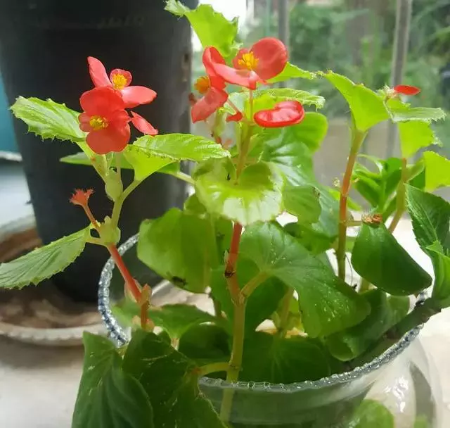 這20種花,最適合扔水裡養,花一開就是好幾個月!