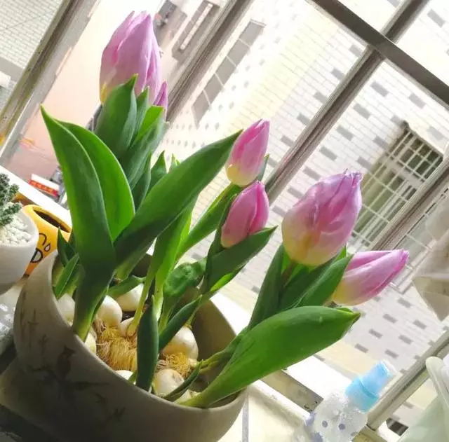 這20種花,最適合扔水裡養,花一開就是好幾個月!