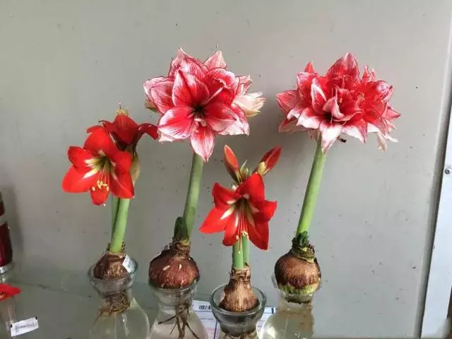 這20種花,最適合扔水裡養,花一開就是好幾個月!