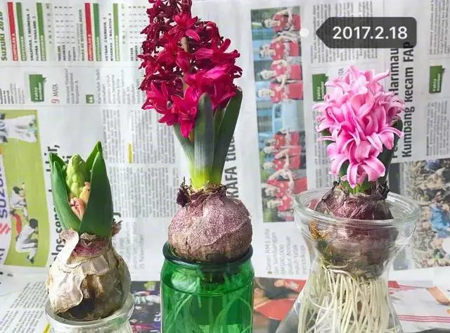 這20種花,最適合扔水裡養,花一開就是好幾個月!