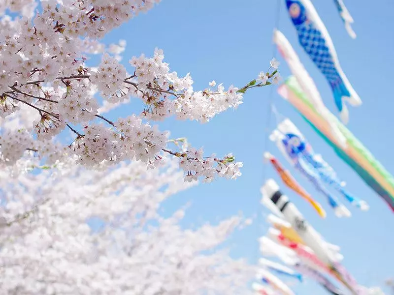 【日本自由行】日本青森櫻花7大景點懶人包!JR PASS輕鬆一次玩透透