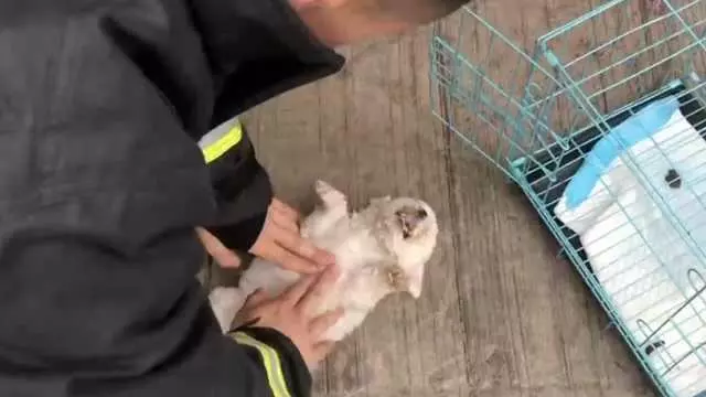 狗狗停止呼吸,懂得以下操作,你可能會成為狗狗的救世主