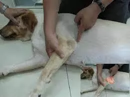 狗狗停止呼吸,懂得以下操作,你可能會成為狗狗的救世主