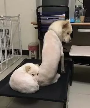 床被別的狗霸占,狗狗非常委屈看主人,「鏟屎的你不管管嗎」
