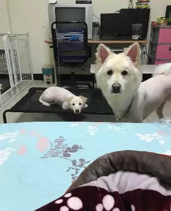 床被別的狗霸占,狗狗非常委屈看主人,「鏟屎的你不管管嗎」