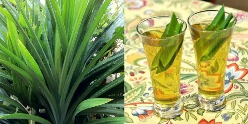『班蘭葉這樣煮』可降尿酸,治痛風~降肝火,主治肝炎!!