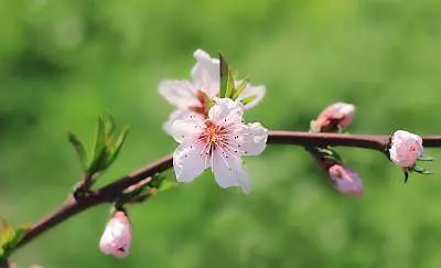 3月18日起,財庫大開,運勢紅到發紫,橫財連發的5大生肖!