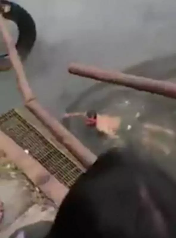 巫師自稱法力無邊,能控制鱷魚跳進鱷魚池後,被鱷魚拖走身亡(內附視頻)