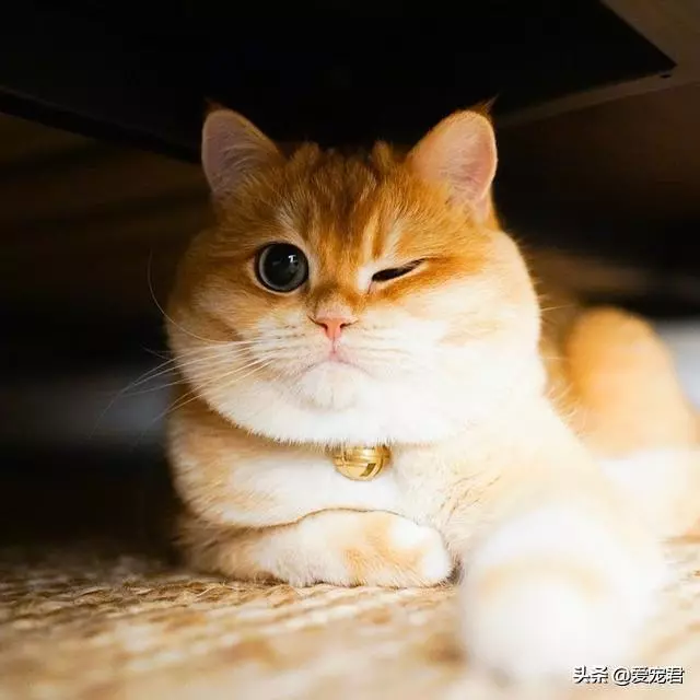 「貓慢慢眨眼睛」是眼睛進沙?專家認證:是在對你說「我愛你」❤️