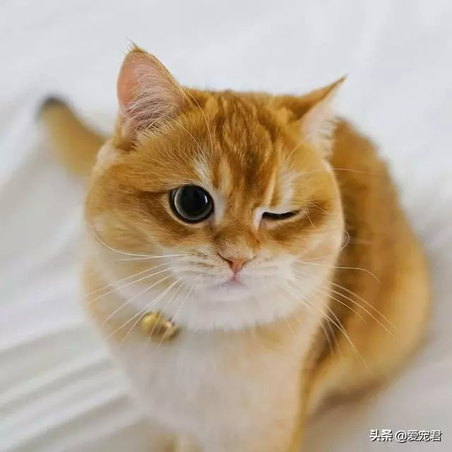 「貓慢慢眨眼睛」是眼睛進沙?專家認證:是在對你說「我愛你」❤️