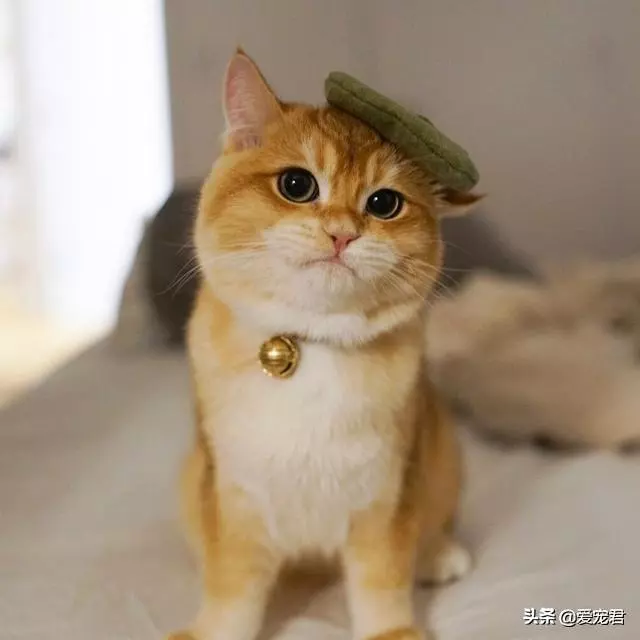 「貓慢慢眨眼睛」是眼睛進沙?專家認證:是在對你說「我愛你」❤️