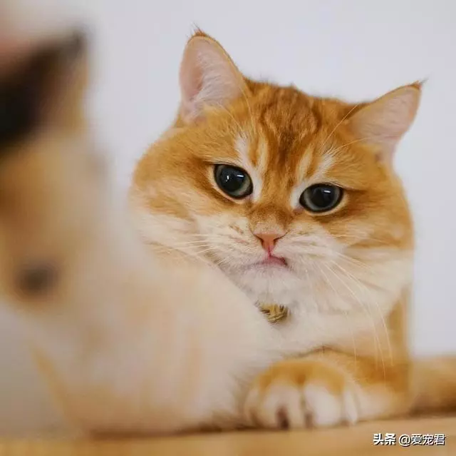 「貓慢慢眨眼睛」是眼睛進沙?專家認證:是在對你說「我愛你」❤️