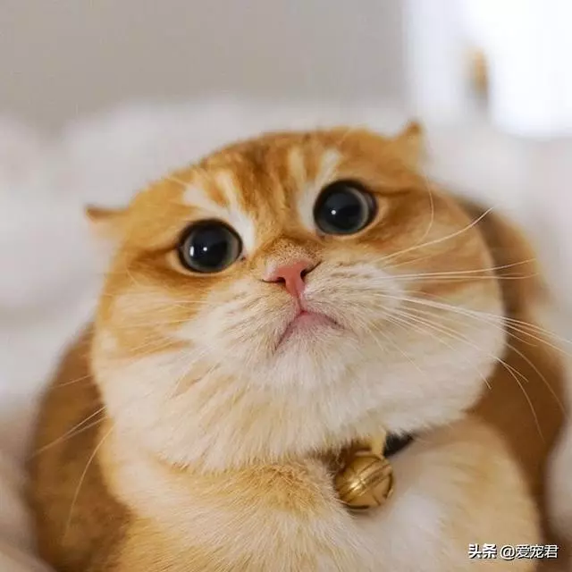 「貓慢慢眨眼睛」是眼睛進沙?專家認證:是在對你說「我愛你」❤️