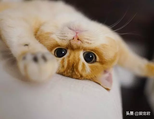 「貓慢慢眨眼睛」是眼睛進沙?專家認證:是在對你說「我愛你」❤️