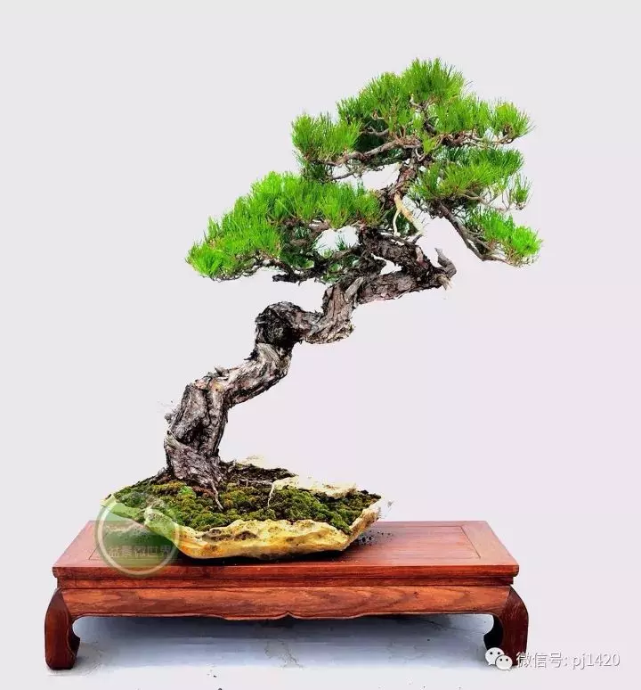 玩盆景這麼久,才知道只是玩了一盆樹!