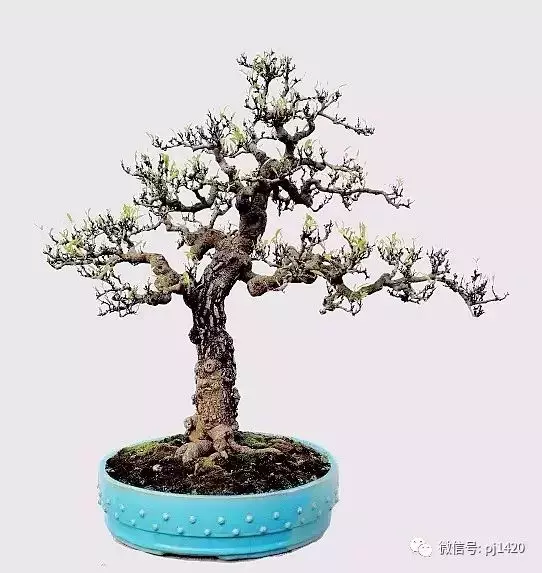 玩盆景這麼久,才知道只是玩了一盆樹!