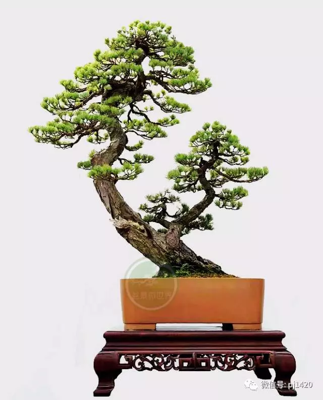 玩盆景這麼久,才知道只是玩了一盆樹!