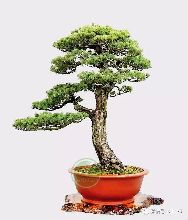 玩盆景這麼久,才知道只是玩了一盆樹!