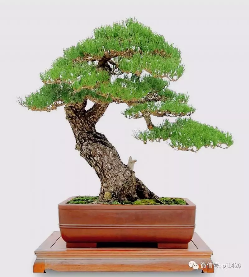 這10種盆景風格,玩一次就上癮!