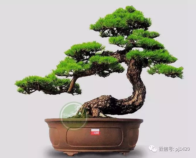 這10種盆景風格,玩一次就上癮!