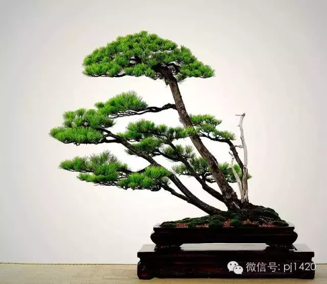 這10種盆景風格,玩一次就上癮!