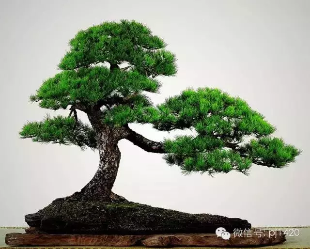 這10種盆景風格,玩一次就上癮!