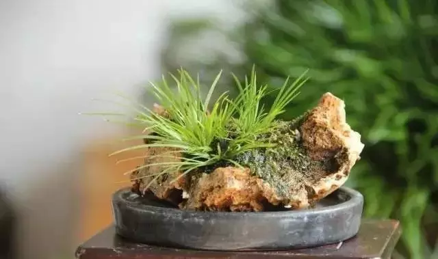 這10種盆景風格,玩一次就上癮!