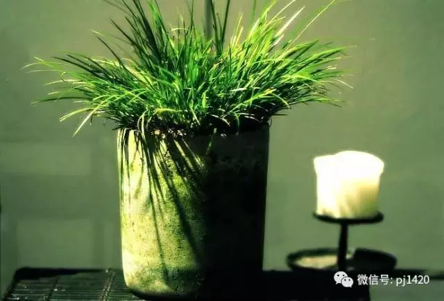 這10種盆景風格,玩一次就上癮!