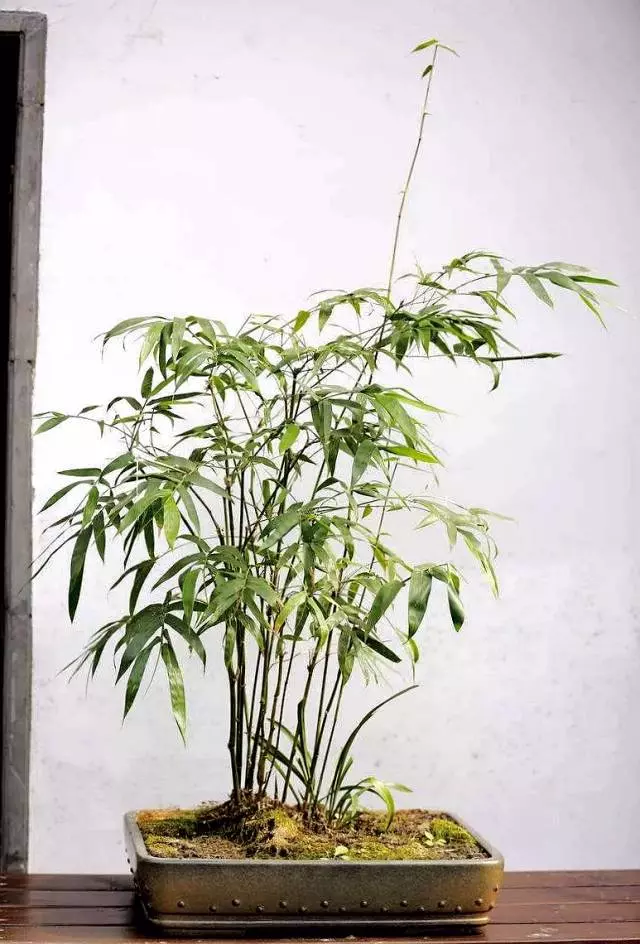 這10種盆景風格,玩一次就上癮!