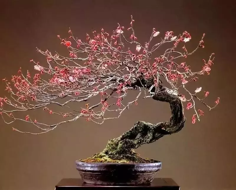 這10種盆景風格,玩一次就上癮!