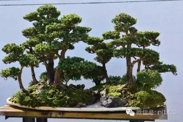 這10種盆景風格,玩一次就上癮!
