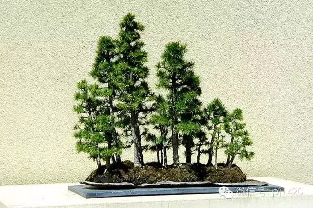 這10種盆景風格,玩一次就上癮!