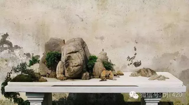 這10種盆景風格,玩一次就上癮!