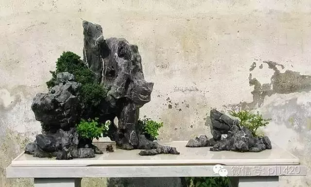 這10種盆景風格,玩一次就上癮!
