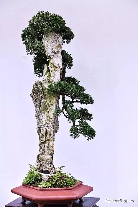 這10種盆景風格,玩一次就上癮!