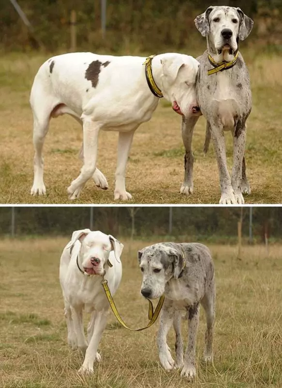 倫家還是寶寶啊? 25張大丹犬「沒發現自己很大隻」的爆笑時刻