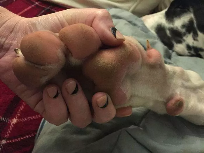 倫家還是寶寶啊? 25張大丹犬「沒發現自己很大隻」的爆笑時刻