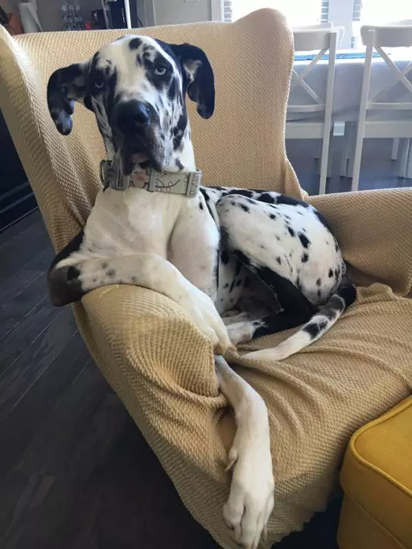 倫家還是寶寶啊? 25張大丹犬「沒發現自己很大隻」的爆笑時刻