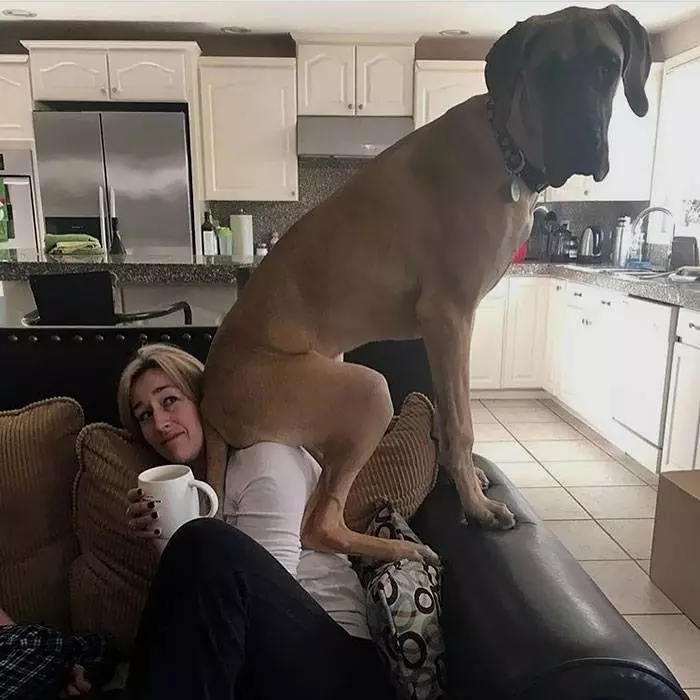 倫家還是寶寶啊? 25張大丹犬「沒發現自己很大隻」的爆笑時刻