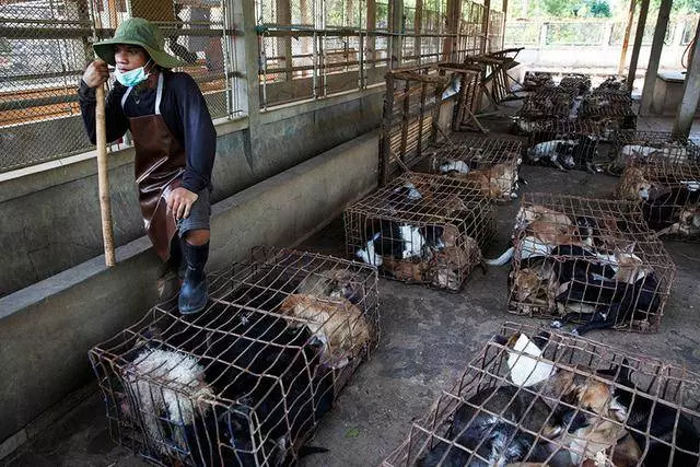 這裡堪稱全球最大的狗肉市場,每年至少吃掉20萬隻狗