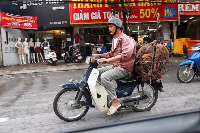 這裡堪稱全球最大的狗肉市場,每年至少吃掉20萬隻狗