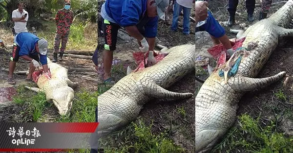 剖開肚皮裡面找到人骨 墜河男子恐已成鱷魚腹中餐